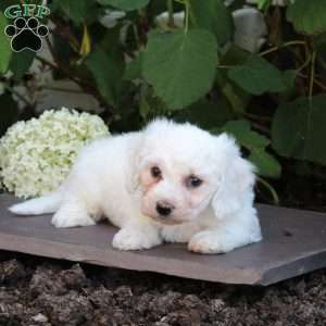 Marble, Bichon Frise Puppy